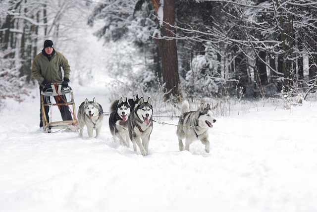 Koilliskaira Huskys